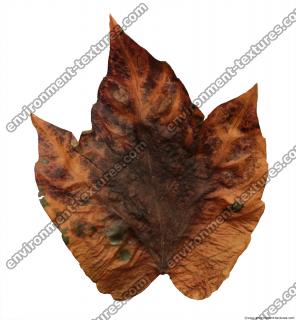 Leaves Dead 0039